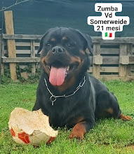allevamento rottweiler