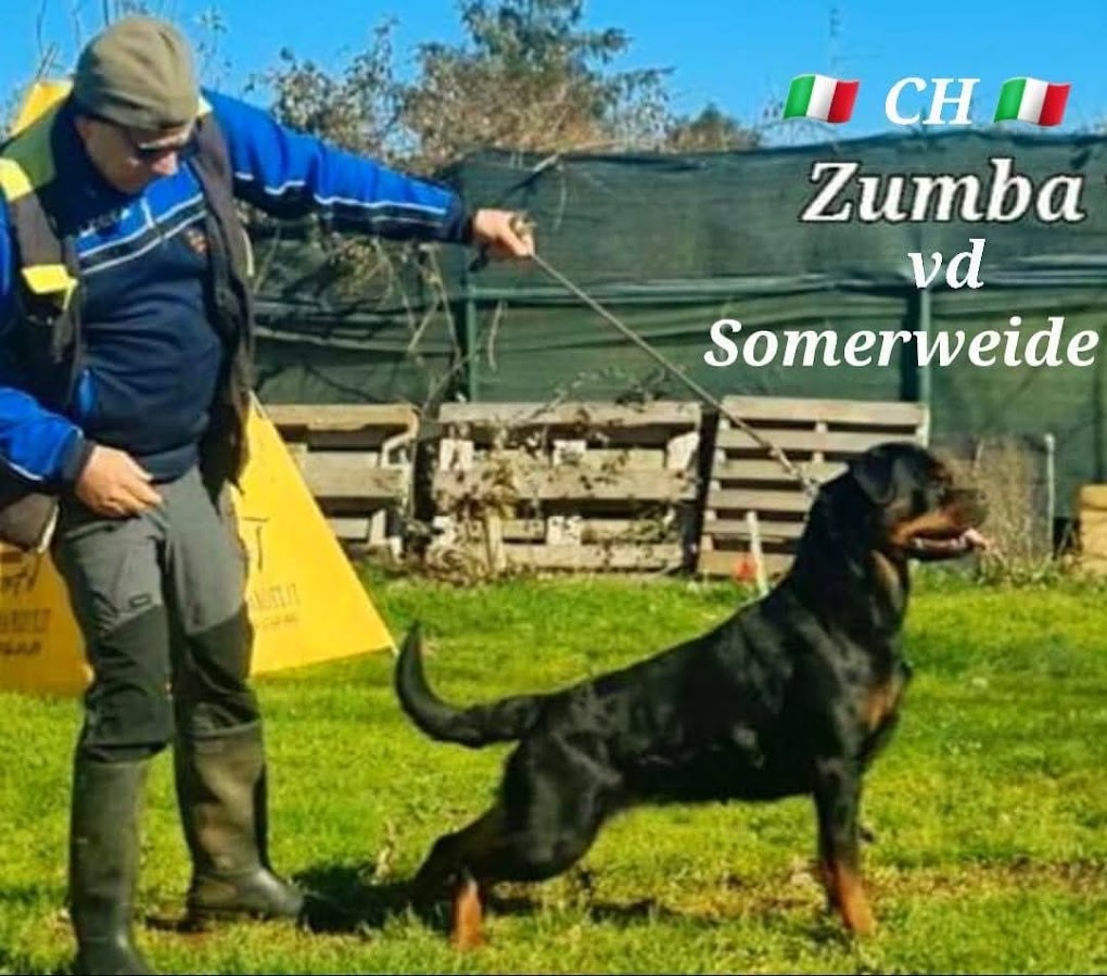 rottweiler