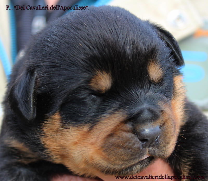 allevamento rottweiler