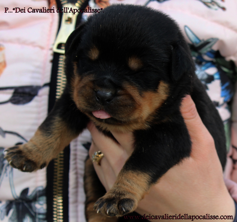 allevamenti rottweiler