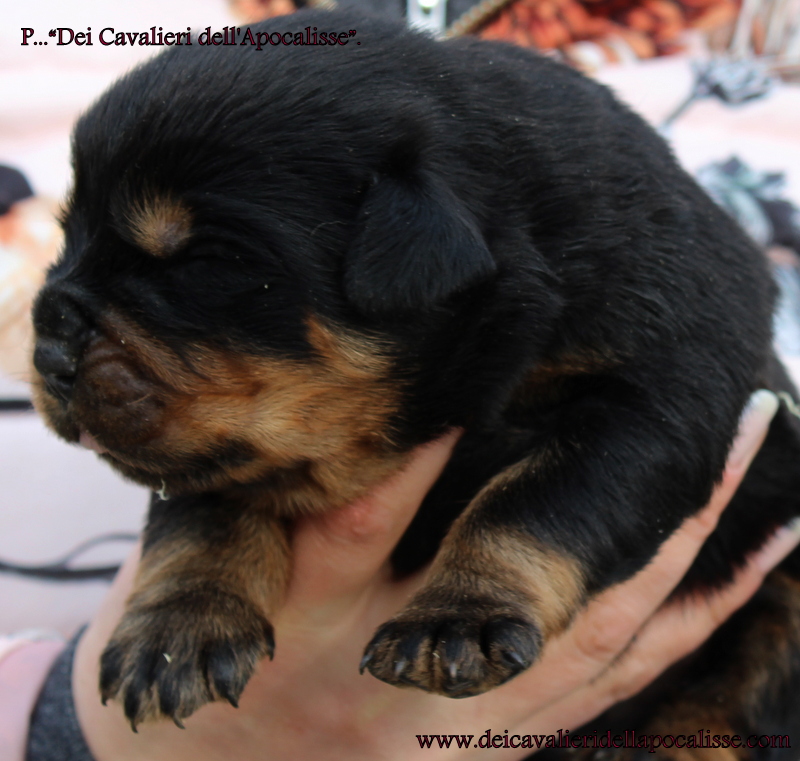 rottweiler cuccioli toscana