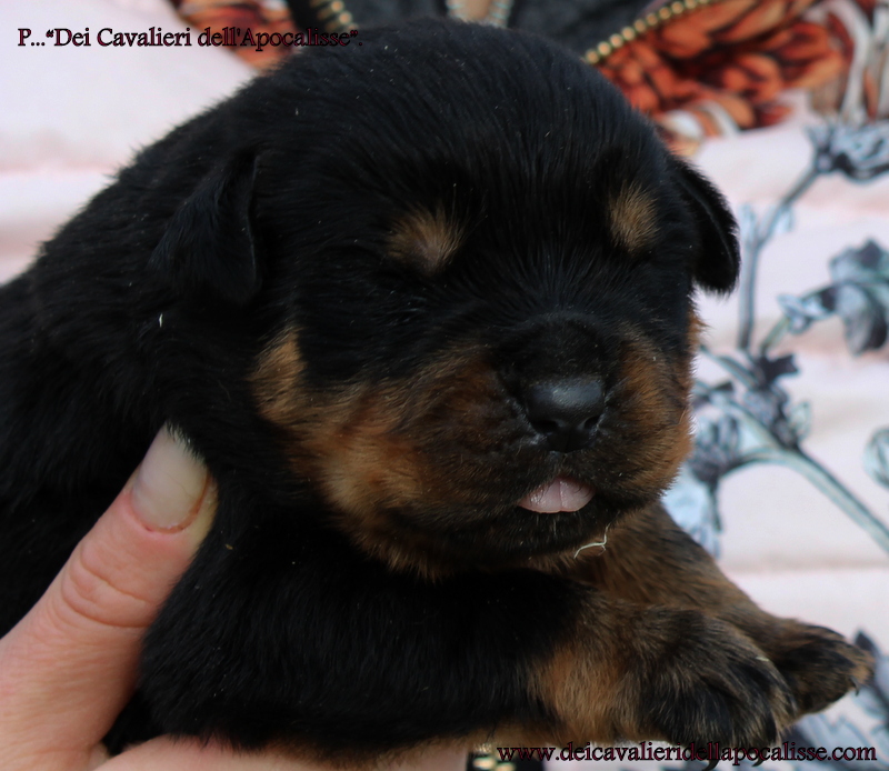 allevamenti rottweiler toscana