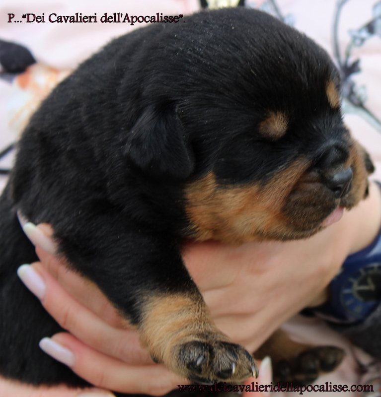 rottweiler allevamenti 