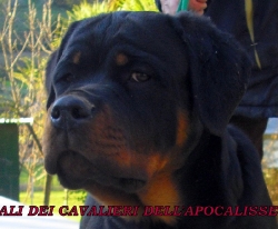 Ali Dei Cavalieri dell'Apocalisse
