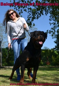 Balou Hause of Avramovic
