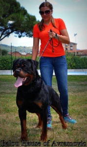 Balou Hause of Avramovic