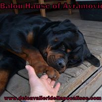Balou Hause of Avramovic