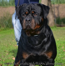 Balou Hause of Avramovic