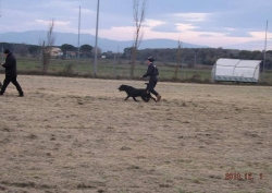 Balou Hause of Avramovic