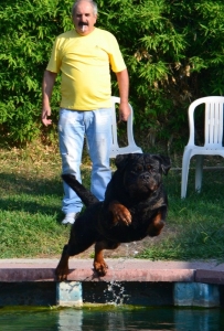 Balou Hause of Avramovic