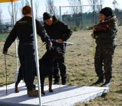 Balou Hause of Avramovic