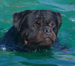 Balou Hause of Avramovic