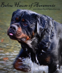 Balou Hause of Avramovic