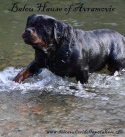 Balou Hause of Avramovic