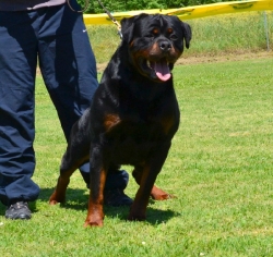 Balou Hause of Avramovic