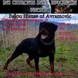 Balou Hause of Avramovic