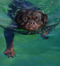 Balou Hause of Avramovic