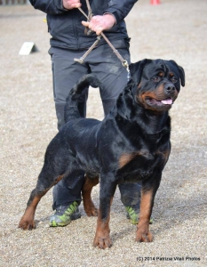 Balou Hause of Avramovic