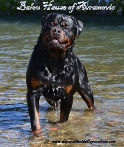 Balou Hause of Avramovic