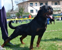 Balou Hause of Avramovic