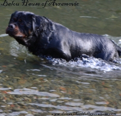 Balou Hause of Avramovic