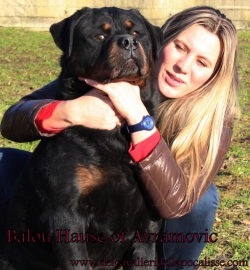 Balou Hause of Avramovic