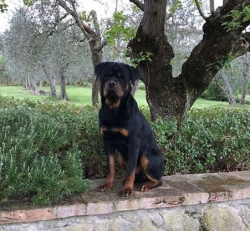 CECCO 
