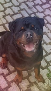 CHARLY 