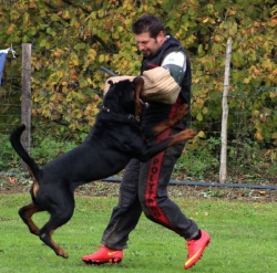Combo Master Field X Olga Dei Cavalieri dell'Apocalisse