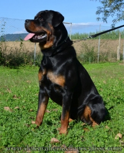 Faust 