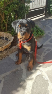 Italo 