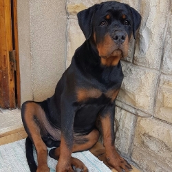 ITALO 