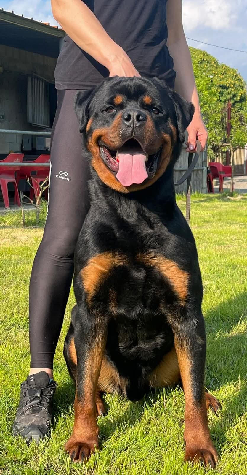 rottweiler allevamento